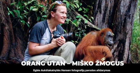 Orang utan – miško žmogus