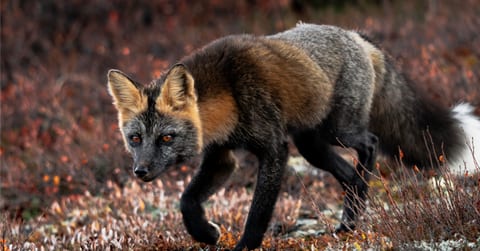 „Dvi Žemės pusės“: Agniaus Narkevičiaus laukinės gamtos fotografijų paroda