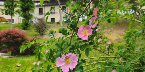 Sodelis atveria vartelius
