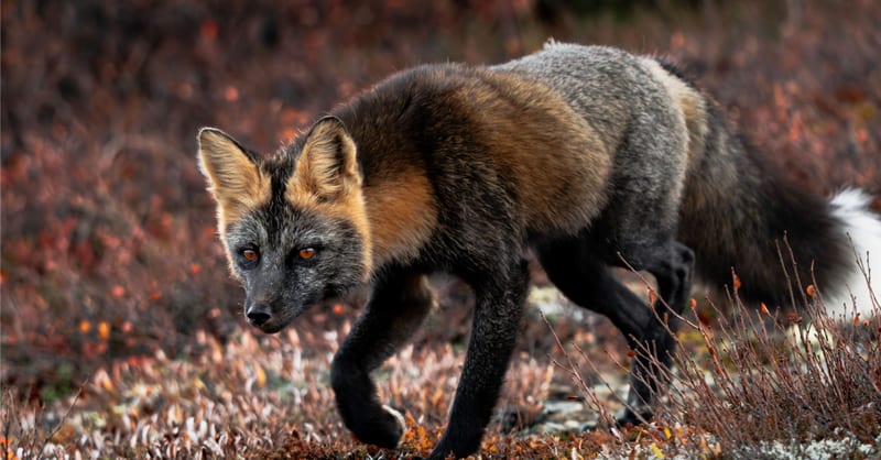 „Dvi Žemės pusės“: Agniaus Narkevičiaus laukinės gamtos fotografijų paroda